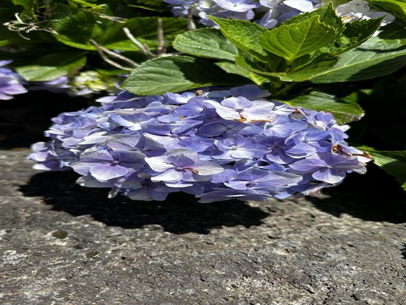 Hydrangeas outside our Airbnb