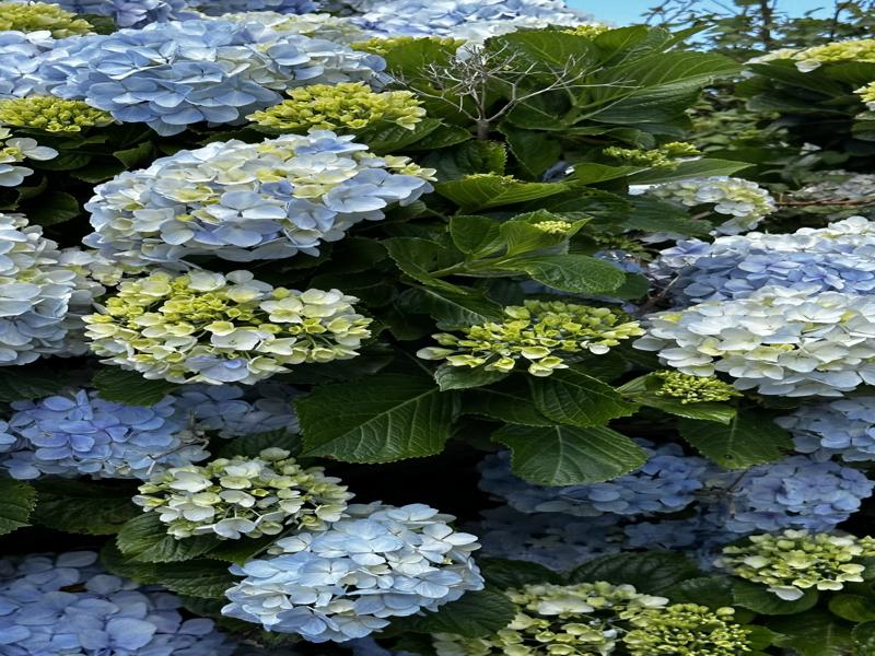 Hydrangeas