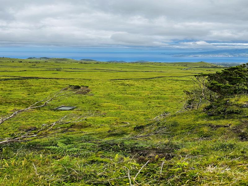 Pico island cow country