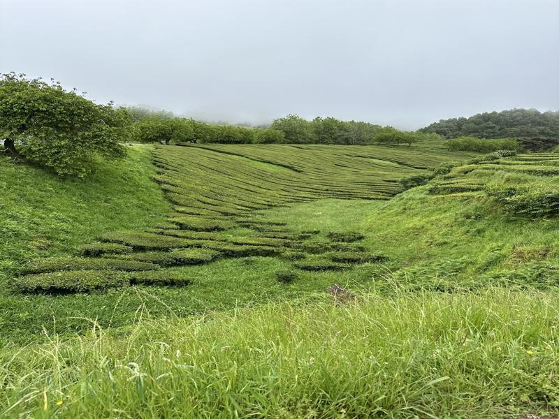 Gorreana Tea Factory