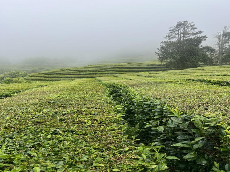 Tea fields