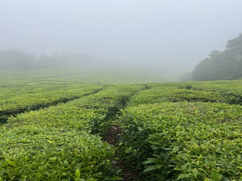 Tea fields