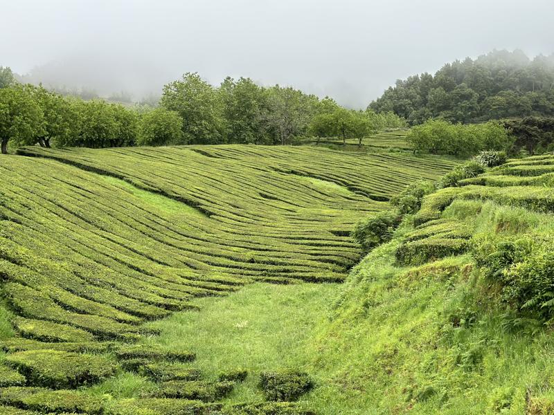 Tea fields