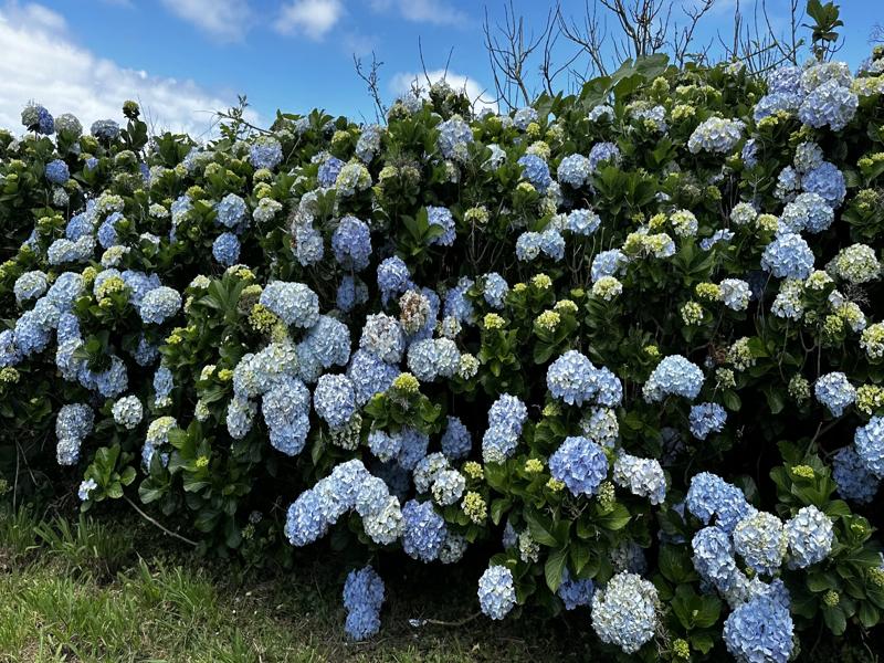 So many hydrangeas!