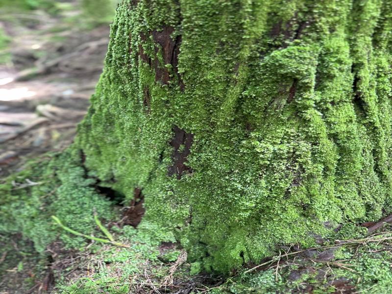 Very mossy tree