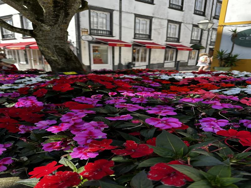 Flowers in Ponta Delgada