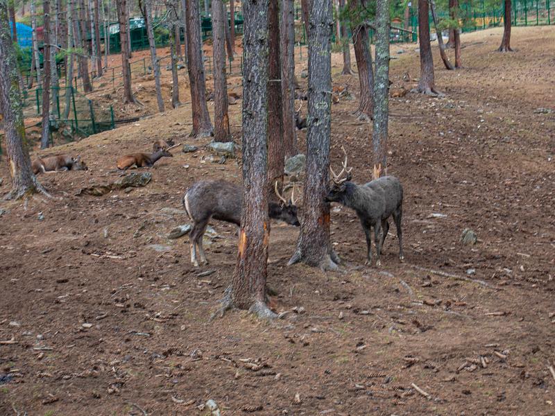 Deer herd