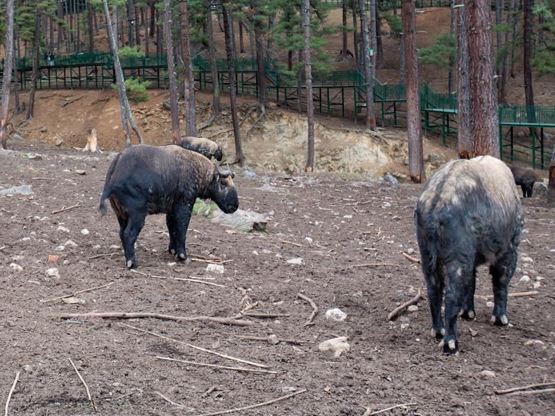 The Takin