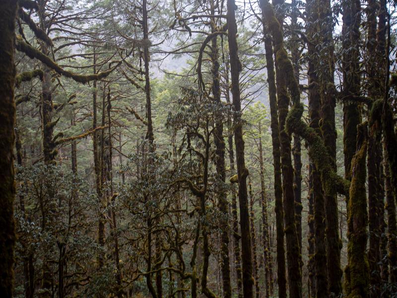 Lots of mossy trees