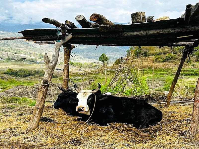 Cows on our hike
