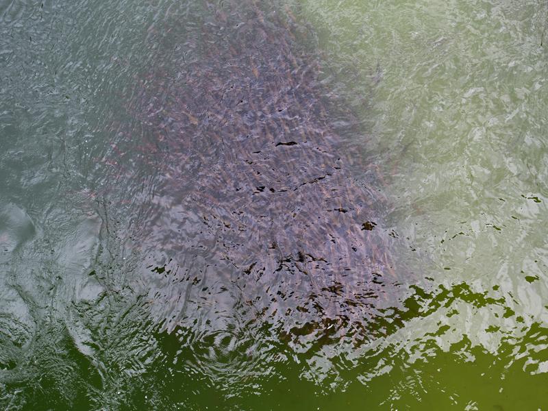 Tons of fish near the bridge