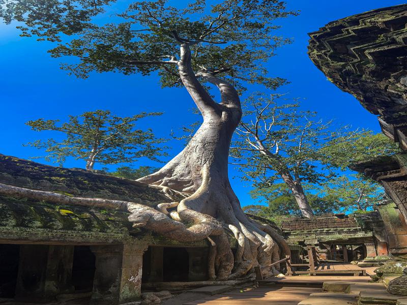 Amazing how they grow