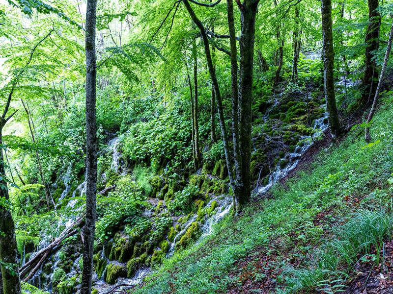 There was water streaming through the forest