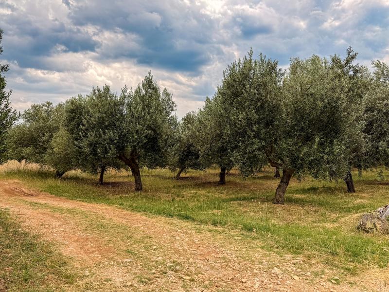 There were a lot of olive trees on our drive