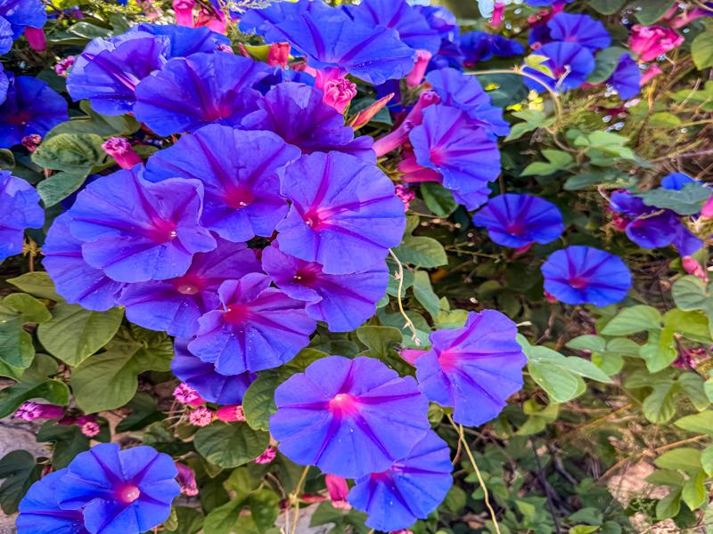 Lots of beautiful flowers in Croatia