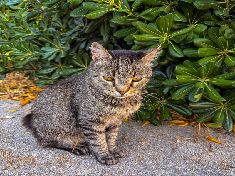 Friendly cat