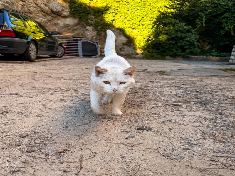Croatia seems to have a lot of friendly cats
