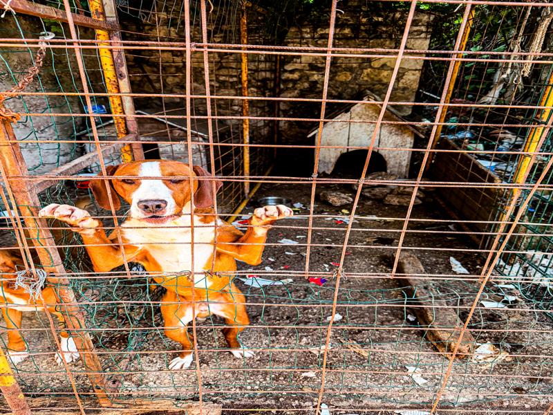 Dog in his kennel wanted our attention
