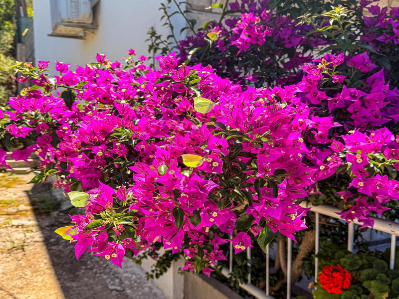 Flowers on the island