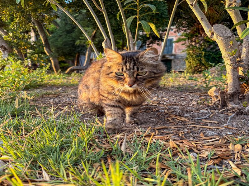 There were so many friendly cats