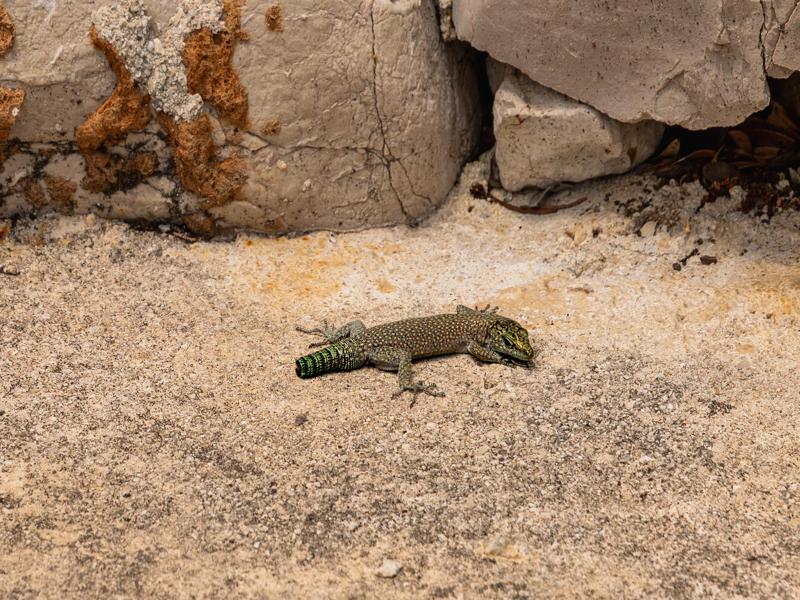 Lizard on the rocks
