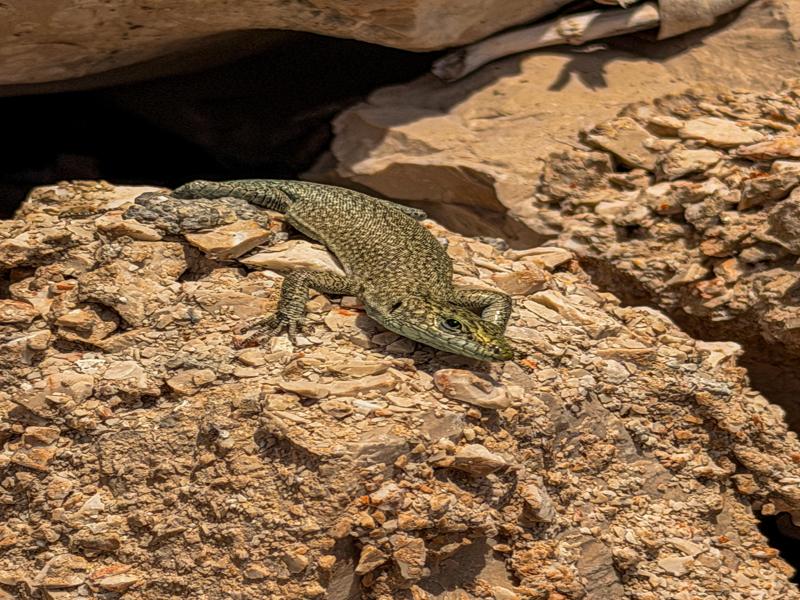 Lizard on the rocks