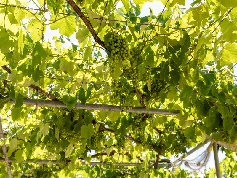 Grapes growing on local estate