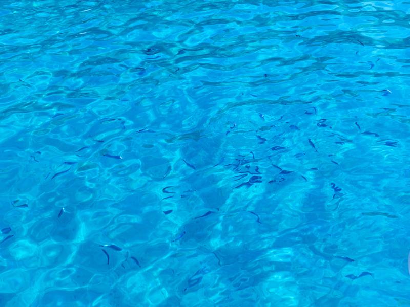 Fish friends in the water