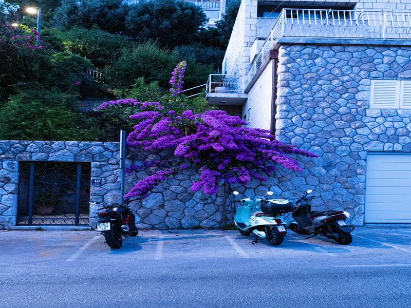 Flowers everywhere