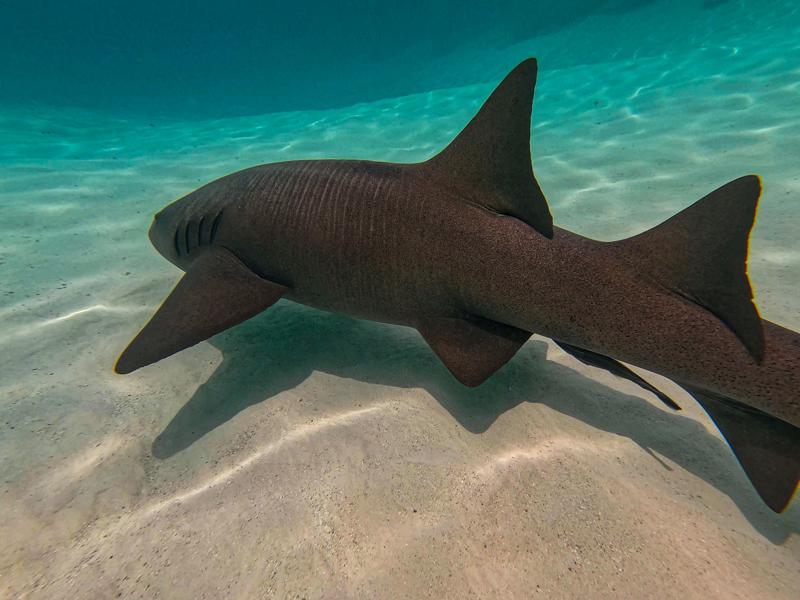 Nurse Shark underwater