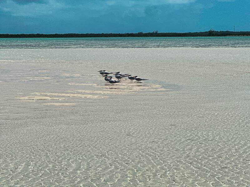 Birds on the sand bar