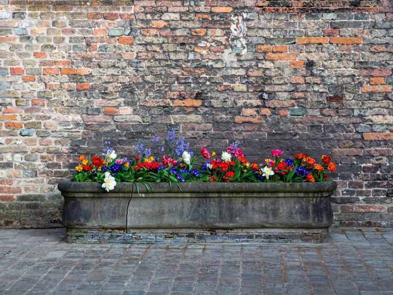 Everywhere had flowers blooming