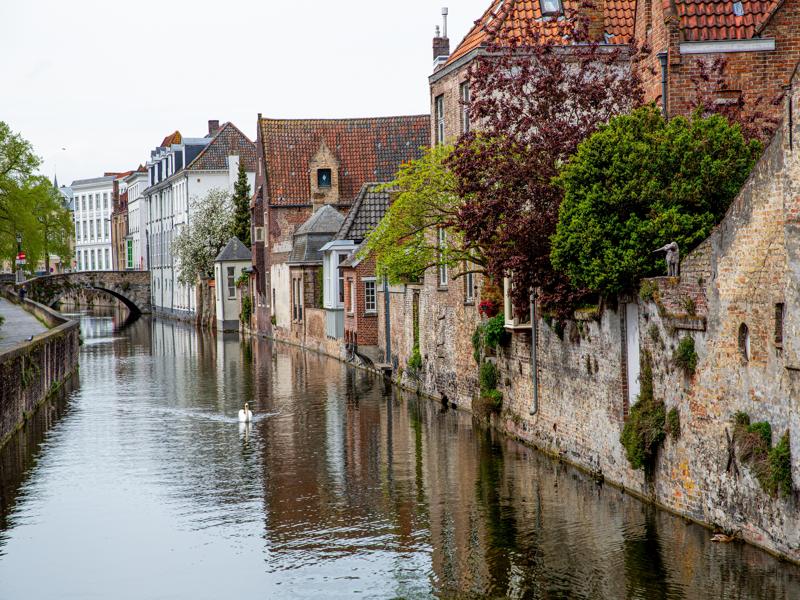 There were a lot of swans on the canals