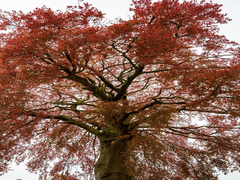 Large tree