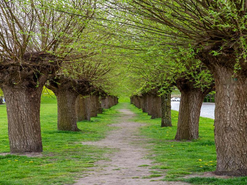 Row of trees blooming