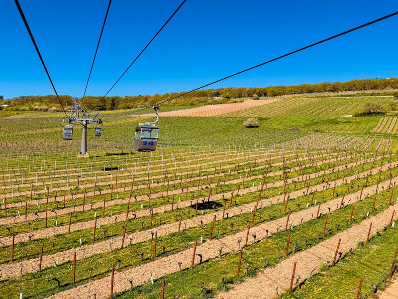 Gliding over the vines