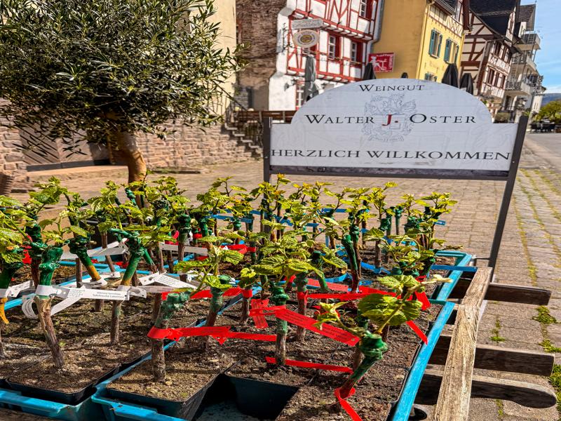Baby grape vines for sale