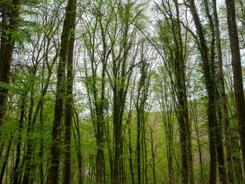 Most of it was forest