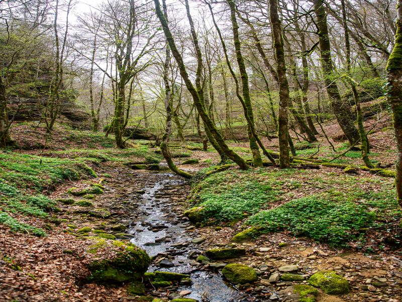 Foresty hike