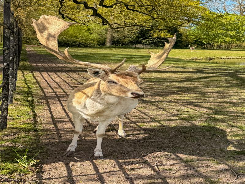 They also had a deer park