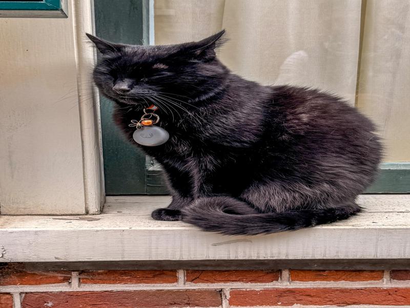 Cute cat we saw in Haarlem