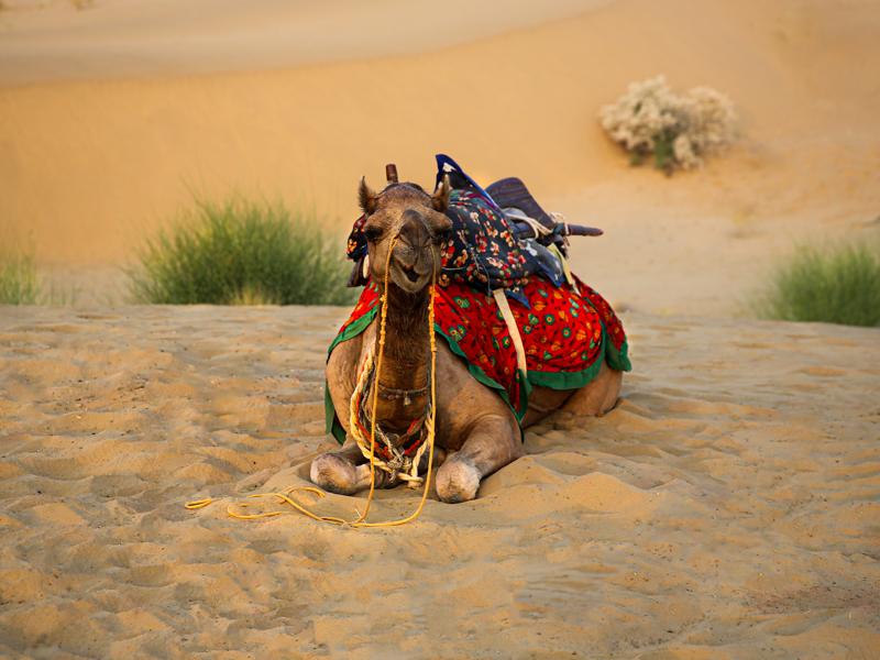 Camel in the desert