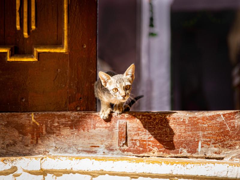 Street kitten