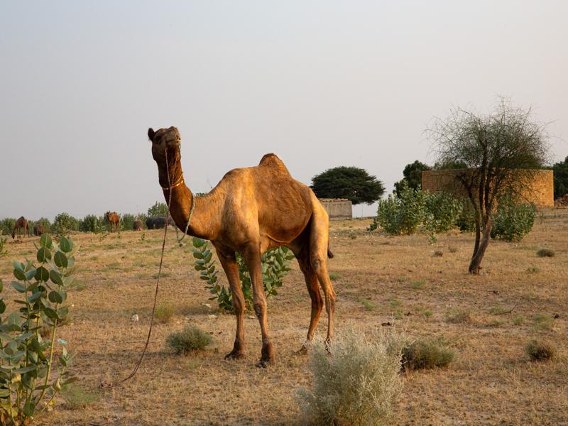 Camel ready for safari