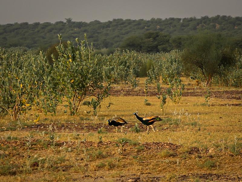 Peacocks the national bird of India 