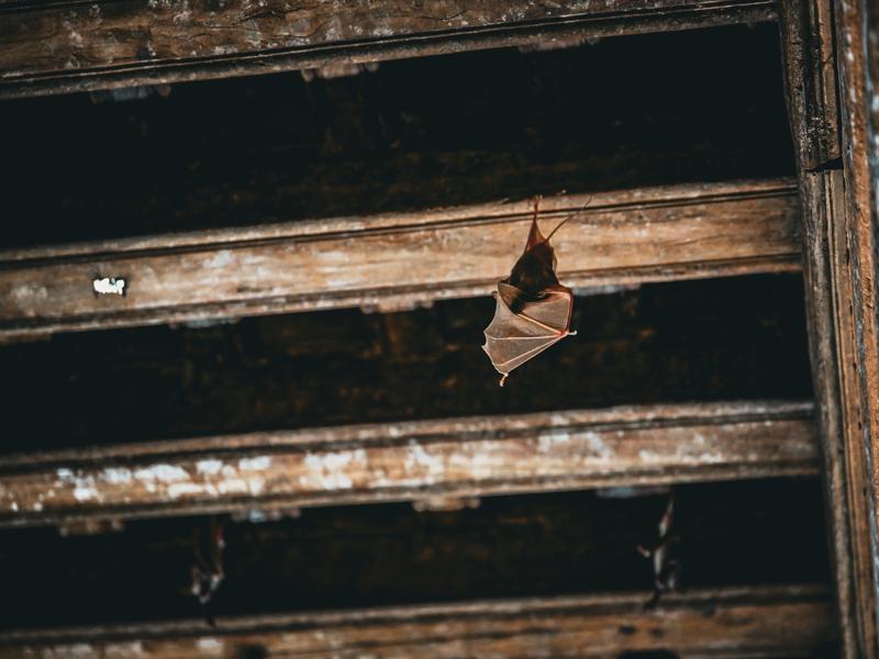 Bats in the Haveli