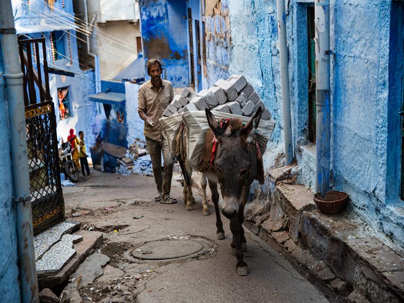 Hard working donkey in the blue city