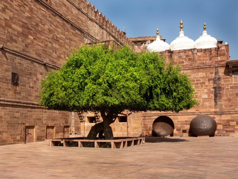 Tree preserved inside the fort walls