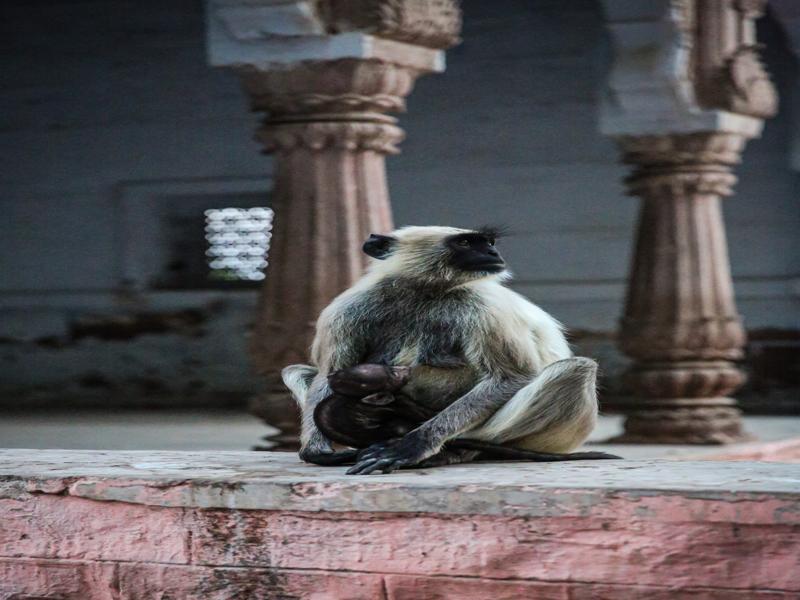 Mama and baby at the temple