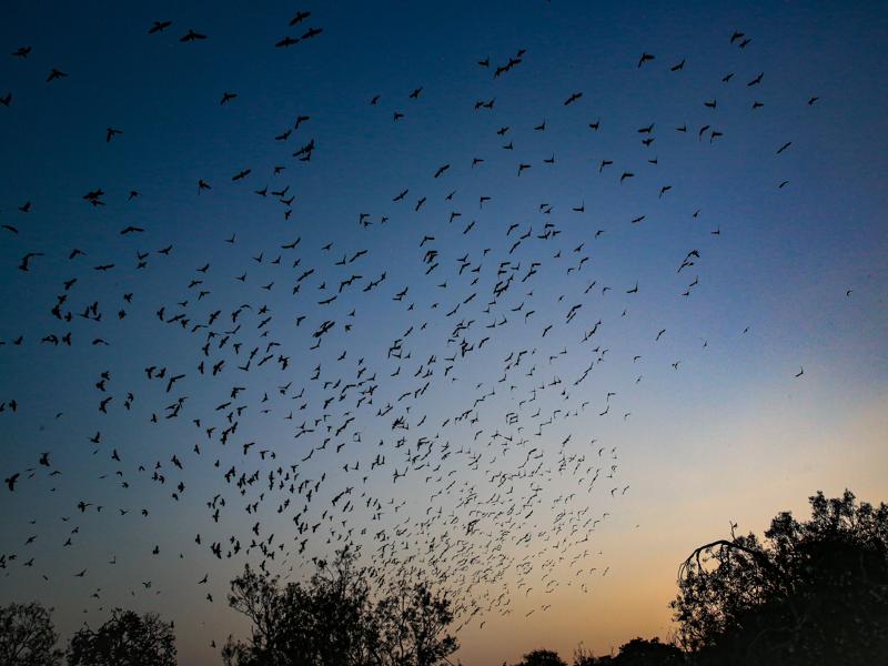 Birds circling at sunset